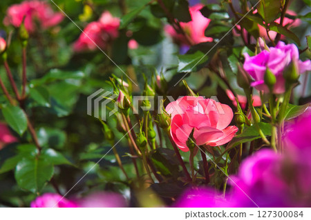 Rose garden in full bloom Rose garden in full bloom 127300084