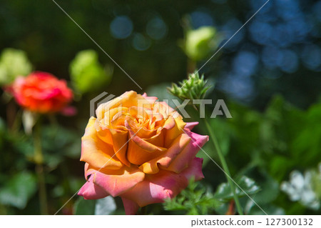 Rose garden in full bloom Rose garden in full bloom 127300132