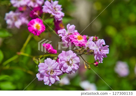 Rose garden in full bloom Rose garden in full bloom 127300133