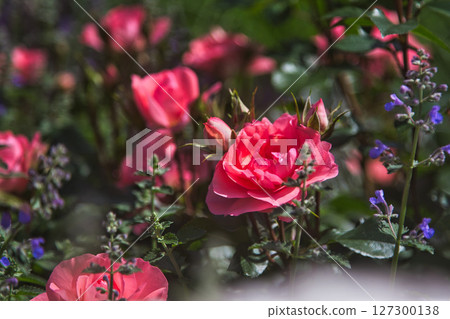 Rose garden in full bloom Rose garden in full bloom 127300138