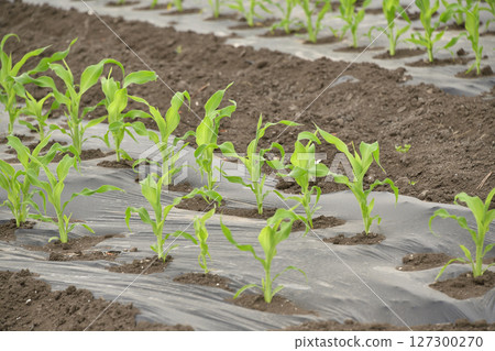 Photographing the cornfield scenery in Hakodate, Hokkaido in early summer 127300270