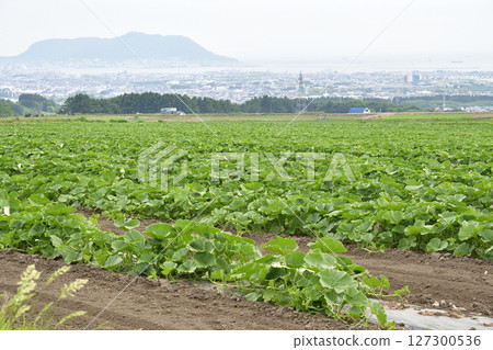 拍攝北海道函館初夏的南瓜田 127300536