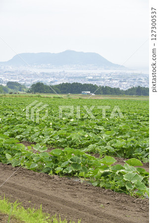拍攝北海道函館初夏的南瓜田 拍攝北海道函館初夏的南瓜田 127300537