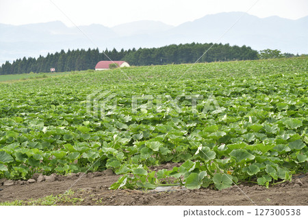 拍攝北海道函館初夏的南瓜田 拍攝北海道函館初夏的南瓜田 127300538