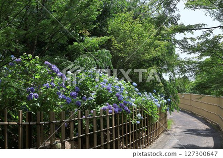 Scenery of hydrangea blooming in a bamboo forest Scenery of hydrangea blooming in a bamboo forest 127300647