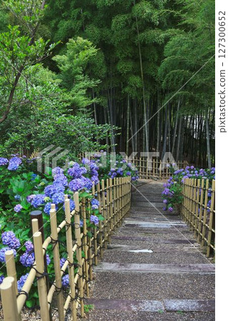 Scenery of hydrangea blooming in a bamboo forest Scenery of hydrangea blooming in a bamboo forest 127300652