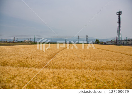 小麥收割與越前鐵道三國蘆原線 127300679