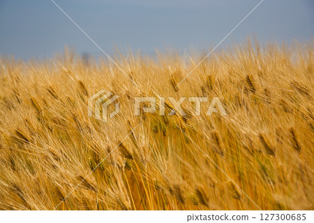 Wheat harvest and the Echizen Railway Mikuni Awara Line Wheat harvest and the Echizen Railway Mikuni Awara Line 127300685
