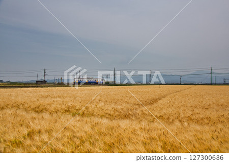 Wheat harvest and the Echizen Railway Mikuni Awara Line Wheat harvest and the Echizen Railway Mikuni Awara Line 127300686