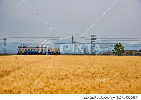 小麥收割與越前鐵道三國蘆原線 127300687