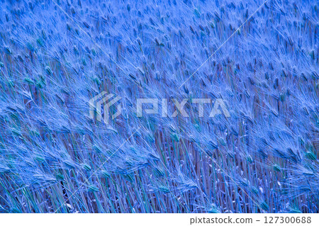 小麥收割與越前鐵道三國蘆原線 小麥收割與越前鐵道三國蘆原線 127300688