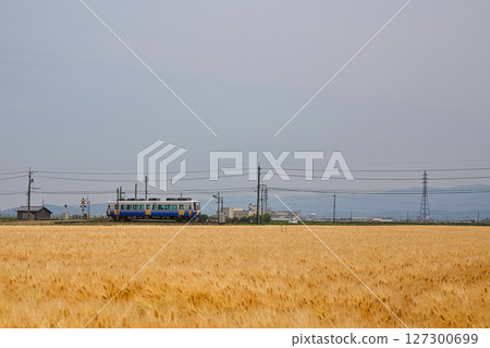 Wheat harvest and the Echizen Railway Mikuni Awara Line Wheat harvest and the Echizen Railway Mikuni Awara Line 127300699