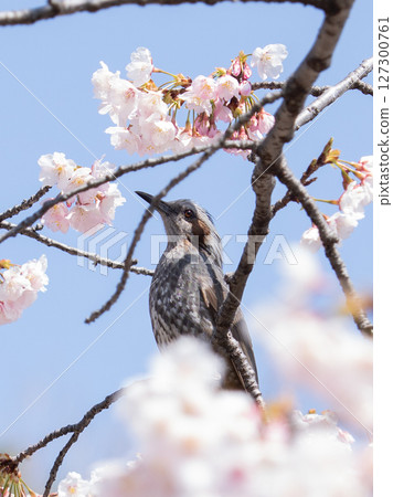A bulbul perching on a cherry tree 127300761
