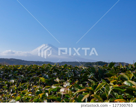 春茶田與白雪皚皚的富士山 127300763