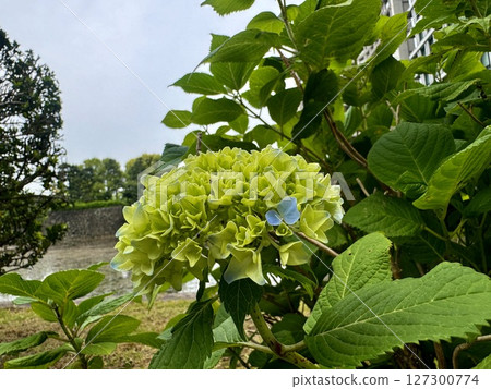 藍色繡球花/花 藍色繡球花/花 127300774
