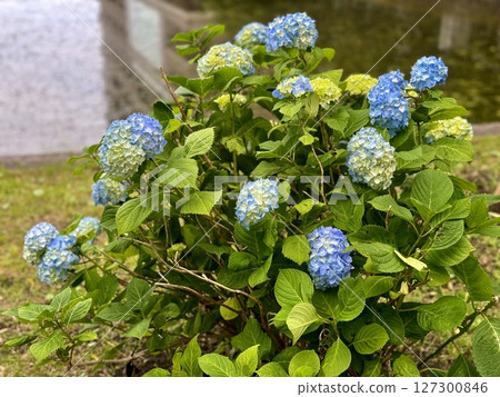 Blue hydrangea/The flower 127300846