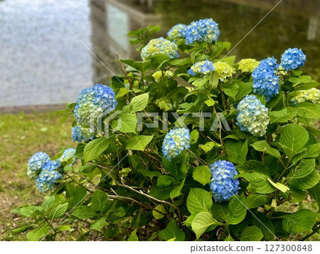 Blue hydrangea/The flower 127300848