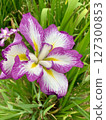 Iris 127300853