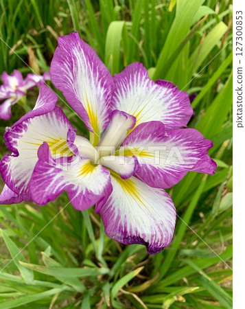 Iris Iris 127300853