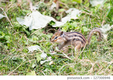 A Hokkaido chipmunk descends to the ground to eat food 127300946