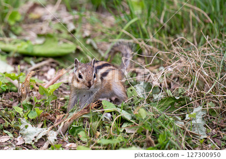 A Hokkaido chipmunk finds something in the grass and eats it 127300950