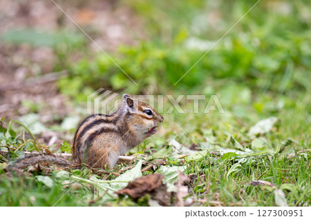 A Hokkaido chipmunk eating something on the ground A Hokkaido chipmunk eating something on the ground 127300951