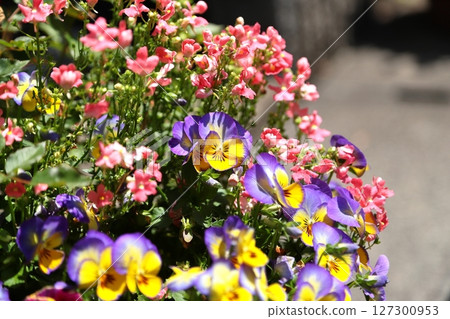 Pansy Flower Basket Pansy Flower Basket 127300953