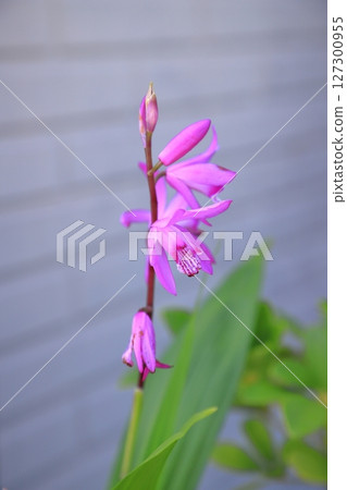 矽烷垂直位置 127300955