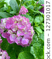  hydrangea 127301017