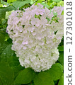 Hydrangea 127301018