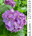 Hydrangea 127301019