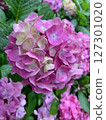 Hydrangea 127301020