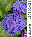Hydrangea 127301021