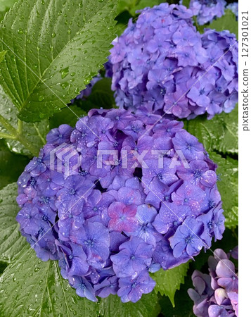 Hydrangea Hydrangea 127301021