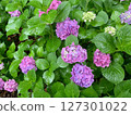 Hydrangea field 127301022