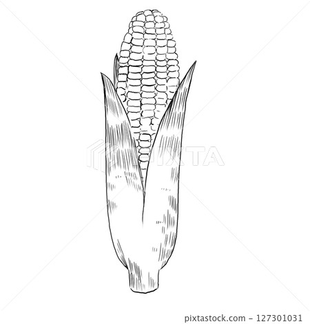 Line drawing illustration of corn with husk 127301031