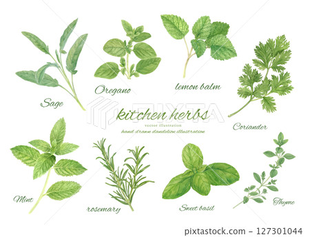 Watercolor kitchen herb leaves cartoon set 127301044