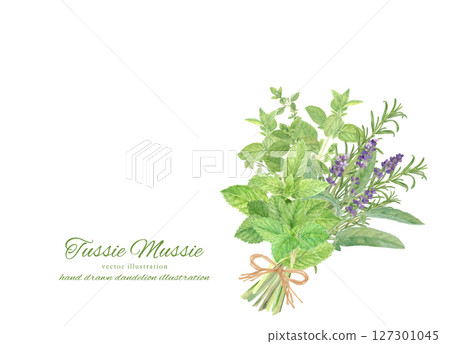 用水彩畫的一束香草的插圖素材 127301045