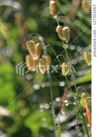 Wildflowers sparkling with morning dew 127301067