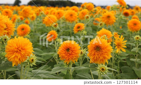 Sunflower Field Akeno Sunflower Festival 127301114