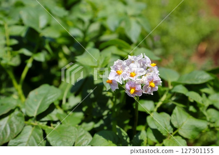 Potato flowers, potato fields 127301155