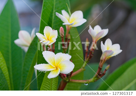 雨後綻放的蛋花 127301317