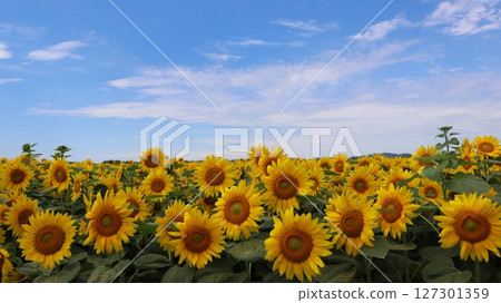 Sunflowers shining against the blue sky at Memanbetsu Airport 127301359