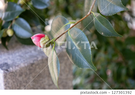山茶花的紅芽 127301392