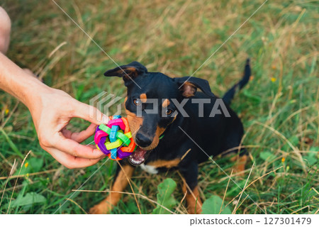 Happy dog running outdoors with ball dog toy in mouth. Active pet enjoying summertime outdoors. Puppy in green meadow playful companionship 127301479