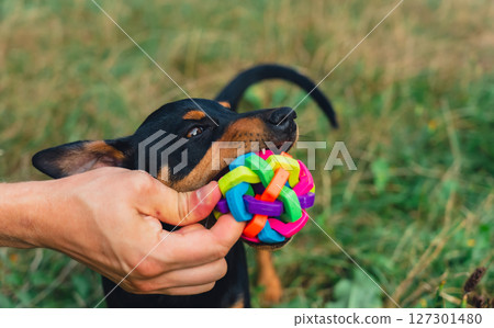 Hunt terrier playing with its owner outdoors summer time. Playful puppy Jagdterrier breed training session in park. Cynologist trained by its owner 127301480