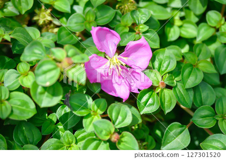 Dissotis rotundifolia, Dwarf Tibouchina or  Heterocentron elegans or Melastomataceae or  Spanish Shaw or Trailing Tibouchina or Tropical West Africa plant 127301520