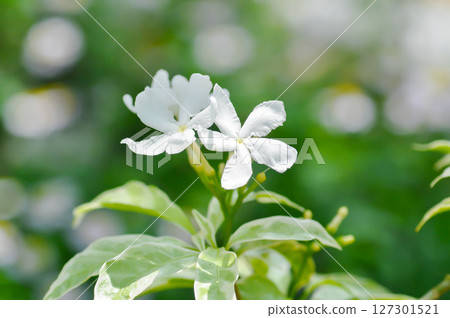 Tabernaemontana divaricata or Grandifolia or Clavel de la India or Cape jasmine, East Indian rosebay or APOCYNACEAE or  Gerdenia Crape Jasmine or Gardenia Jasminoides or Gardenia 127301521