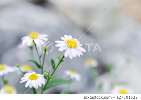 Daisy ,white daisy or English daisy or Thymophylia Tenuiloba or Dahlberg Daisy or Gold Carpet or Gloden Fleece 127301522