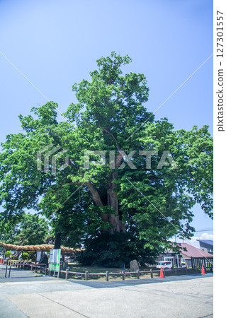大型Zelkova 大型Zelkova 127301557